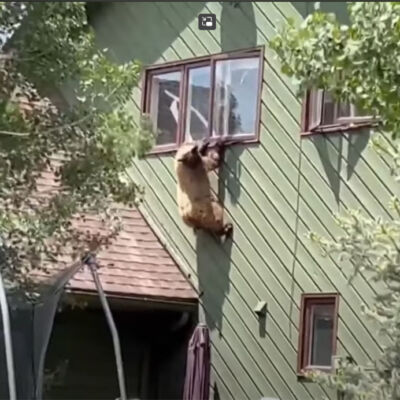 Bear barely hanging on for dear life