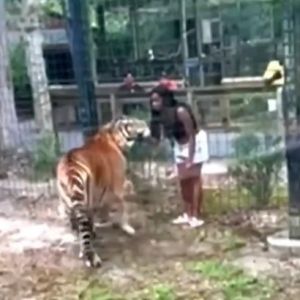 082624_tiger_woman_kal