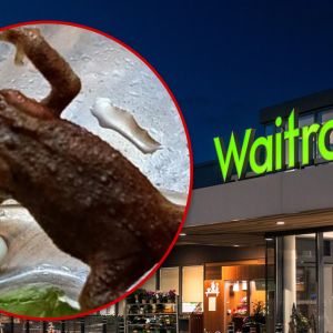 Live Toad Found in Grocery Salad Bag, Origin Remains Unknown