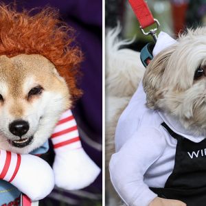 Dogs Show Off Halloween Costumes at Howl'oween Festival in Toronto