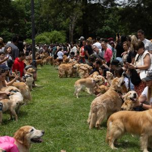 Golden Retrievers Fetch World Record for Most Gathered in a Park at Same Time