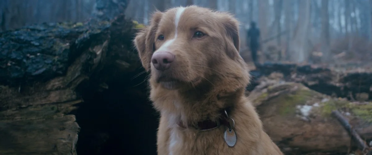 Good Boy Dog Horror Movie Review