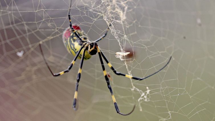 Giant golden spiders could spread this summer; experts downplay health risk