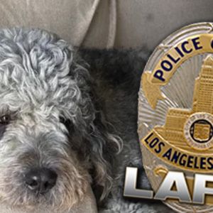 Family of Dog Killed by LAPD Will Sue if Not Handled 'Appropriately'