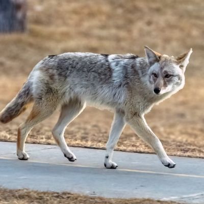 Deadly ‘fox tapeworm’ linked to lethal disease detected in West Coast wildlife