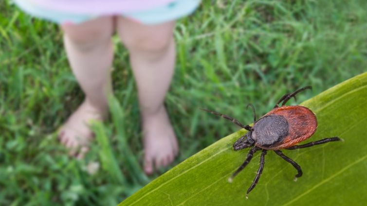 Rare tick-borne virus turns deadly fast as US cases reach record high, experts warn