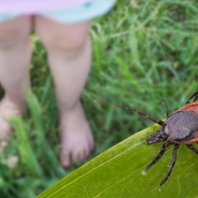Rare tick-borne virus turns deadly fast as US cases reach record high, experts warn