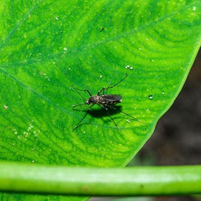 West Nile virus detected in southern state as health officials warn residents about mosquitoes