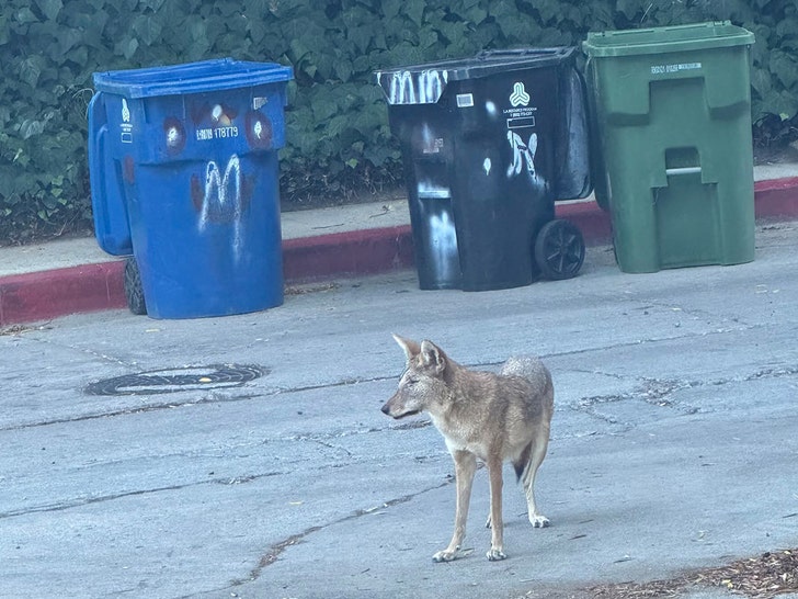 sub-Wendy-coyote-Wildlife-Care-of-Southern-California-1