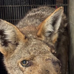 Beloved Los Angeles Coyote Euthanized After Vets Discover She Was Shot In Face