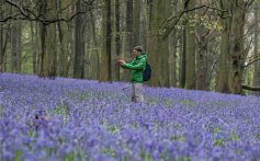 A walker stops to take photographs of English bluebells, Hyacinthoides non-scripta, as they bloom in a beech woodland on April 15, 2026 near Ashford, England.