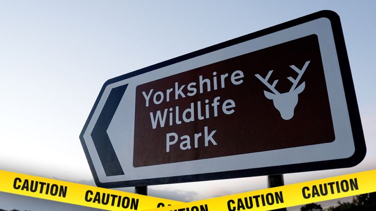 Man Mauled to Death by Tiger After Jumping Into Zoo Enclosure